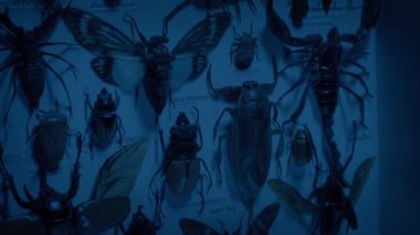 Böcek Görüntüleme Vakası Saatler Sonra Müzede