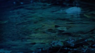 Akşamları sığ orman havuzuna yağmur yağar