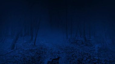 Misty Woodland Trail At Night Moving Shot