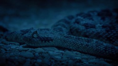 Çıngıraklı Yılan Karanlıkta Çölde