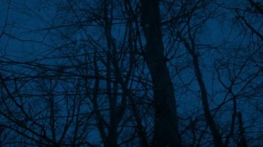 Çıplak Ağaçların Altında Karanlık Ormanda Karlar Altında