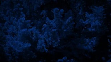 Rüzgâr Ay ışığında Büyük Ağacı Sarsıyor