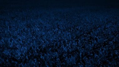 Gece Tarlanın Üzerinde Uçmak