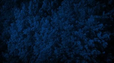 Rüzgarlı bir gecede ağaçların kütlesi