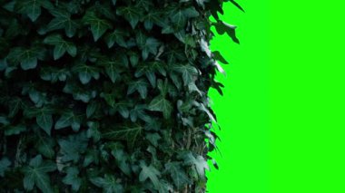 Eski Ağaç Gövdesi Sarmaşık Yeşil Ekran ile Kaplandı