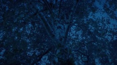 Rüzgarlı bir akşamda Ağacın Altında Hareket