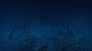 Misty Woodland Yolu Karanlıkta