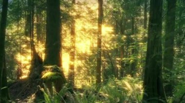 Altın Gün Işığıyla Yaz Ormanı 'nda Yürüyorum