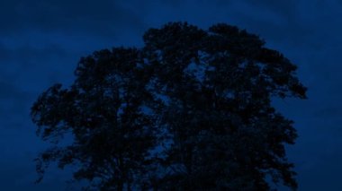 Rüzgarlı bir gecede Büyük Ağaç Hareketi