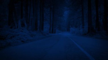 Gece yol ormanı arasında taşıma