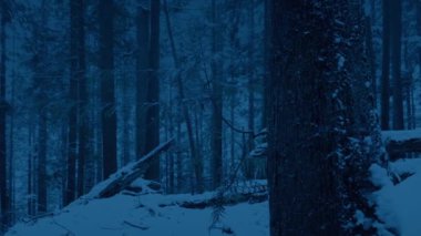 Akşamları Karlı Ormanda Ağaç Geçerken