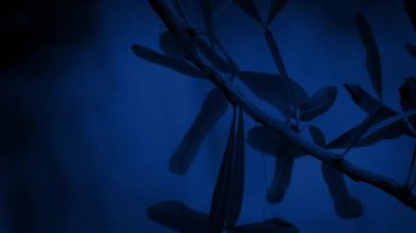 Gece Şelalesinin Orman Bitkisi Detayları