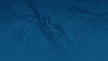 Sisli Karanlık Orman Hareketli Vuruş