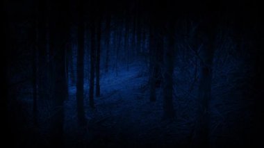 Ormandaki ürpertici yol şimşeklerle aydınlandı