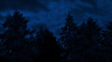 Gece Gökyüzüne Karşı Karanlık Ağaçlar