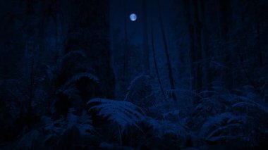 Ay Işığı Ormanında Eğreltiotlarını Geçerken