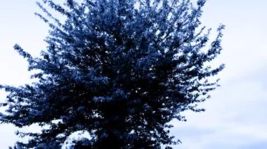 Gece Çalı Ağacın Arkasına Yıldırım Düştü