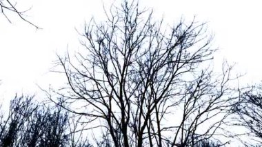 Ölü Ağacın Arkasında Şimşekler çakar Korkunç Sahne