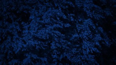 Geceleri esintide yapraklı ağaç