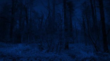 Geceleyin Yoğun Ormanlarda Dolaşmak