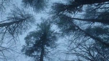 Ormandaki Uzun Karanlık Ağaçların Altında