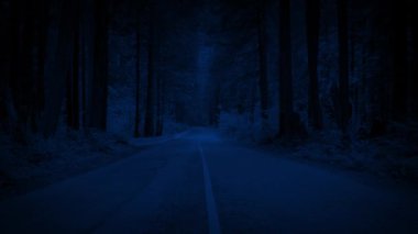 Geceleri ormanda yol boyunca uçmak.