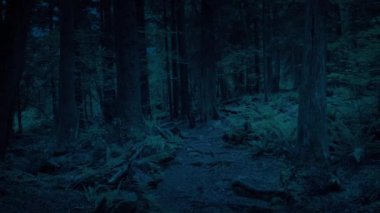 Akşamları Orman Yolu boyunca süzülen