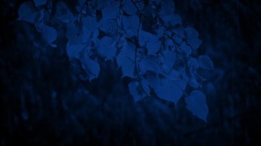 Gece Yağmurda Ağaç Dalları