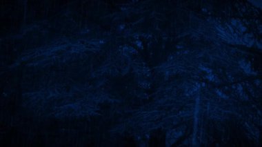 Gece Şiddetli Yağmurda Büyük Ağaç
