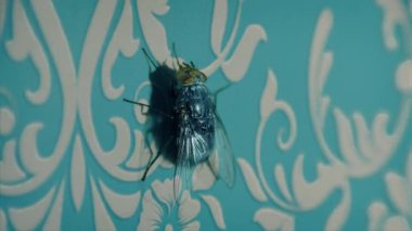 Uç Topraklar ve Duvar Kağıdından Uç