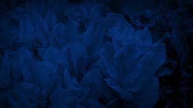 Geceleri Bahçede Marul