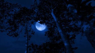 Rüzgarda sallanan ağaçların üzerindeki büyük ay.