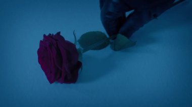 Rose, karlı bir akşamda mezara kondu.