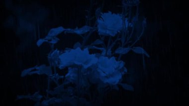 Gece Yağmurda Güller