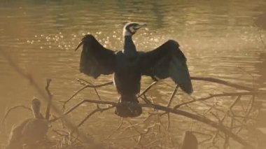 Kuş kanat çırpan Sisli Bataklık