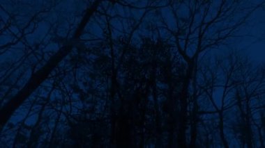 Gece Ormanı Uzun Ağaçların Altında Hareketli POV