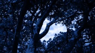 Ağaçlarda açılan ışıkla görülen şimşekler.