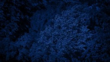 Ağaçlar Gece Rüzgarda Titriyor