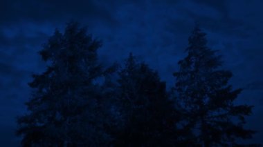 Orman ağaçları geceleri rüzgarda hareket eder.