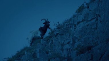 Keçi Tepenin yamacında yürüyor Karanlık çöktüğünde
