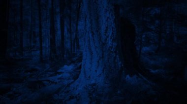 Ay Işığı Ormanında Yükselen Ağaç Gövdesi