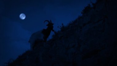 Dağdaki Keçi Gece Geç Saatlere Kadar