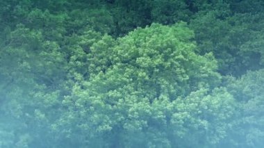 Sis ve Yağmur Altındaki Ağaçlar Duvarı