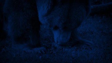 Grizzly Bear Akşam Yemeği Kapanışı