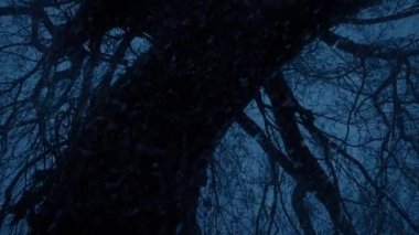 Ormandaki Kara Ağaca Şiddetli Kar yağışıweather forecast