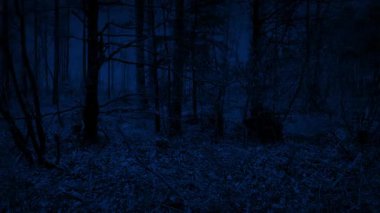 Geceleri ormanda hareket eden kenar görüntüsü