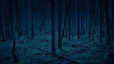 Karanlık Ormanda Yürüyen POV