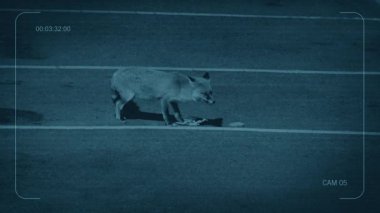 CCTV Fox Gece 2 Atışlarında Yemek Çöpü Yiyor