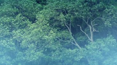 Sisli Ağaçlar ve Yağmur Detayları