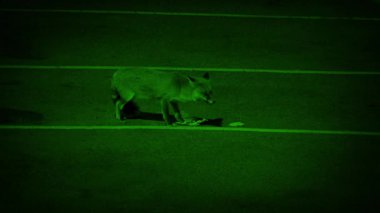 Fox 'un şehirde çöp yediği gece görüşü